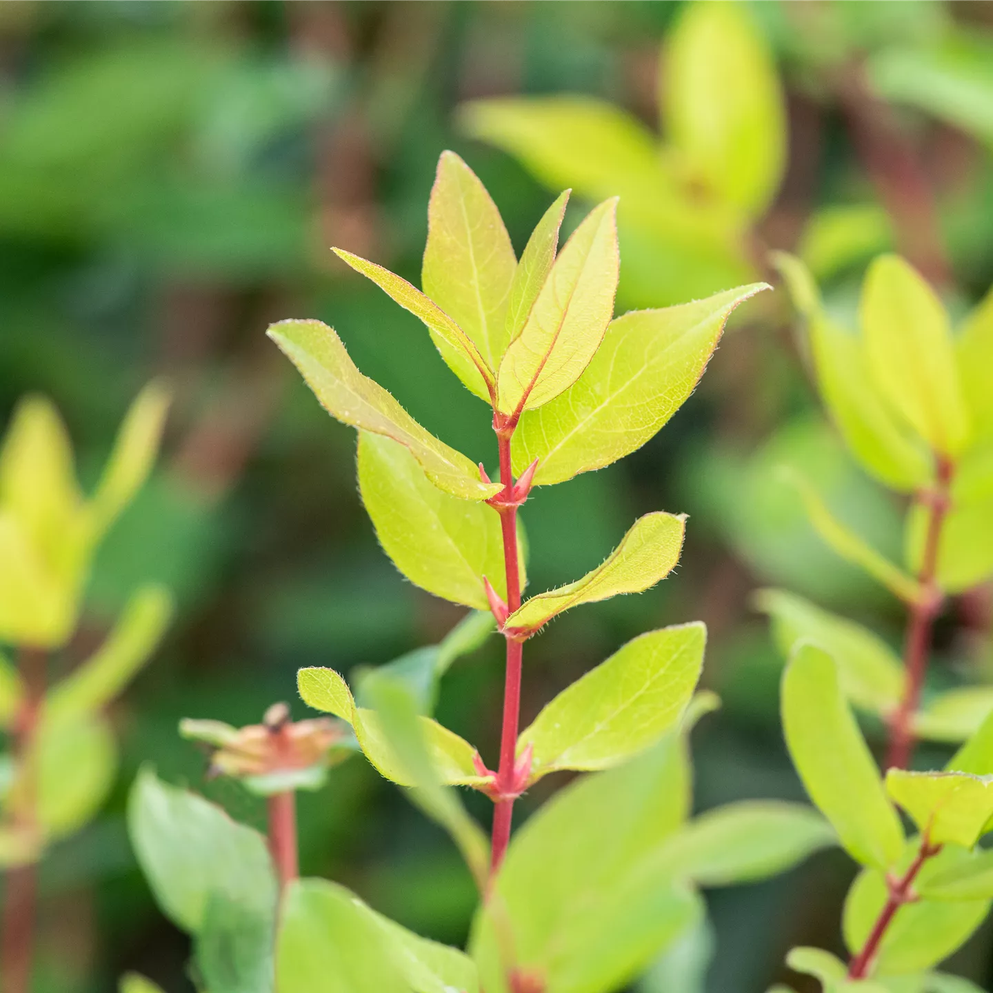 Lonicera kamtschatica 'Eisbär' -R-