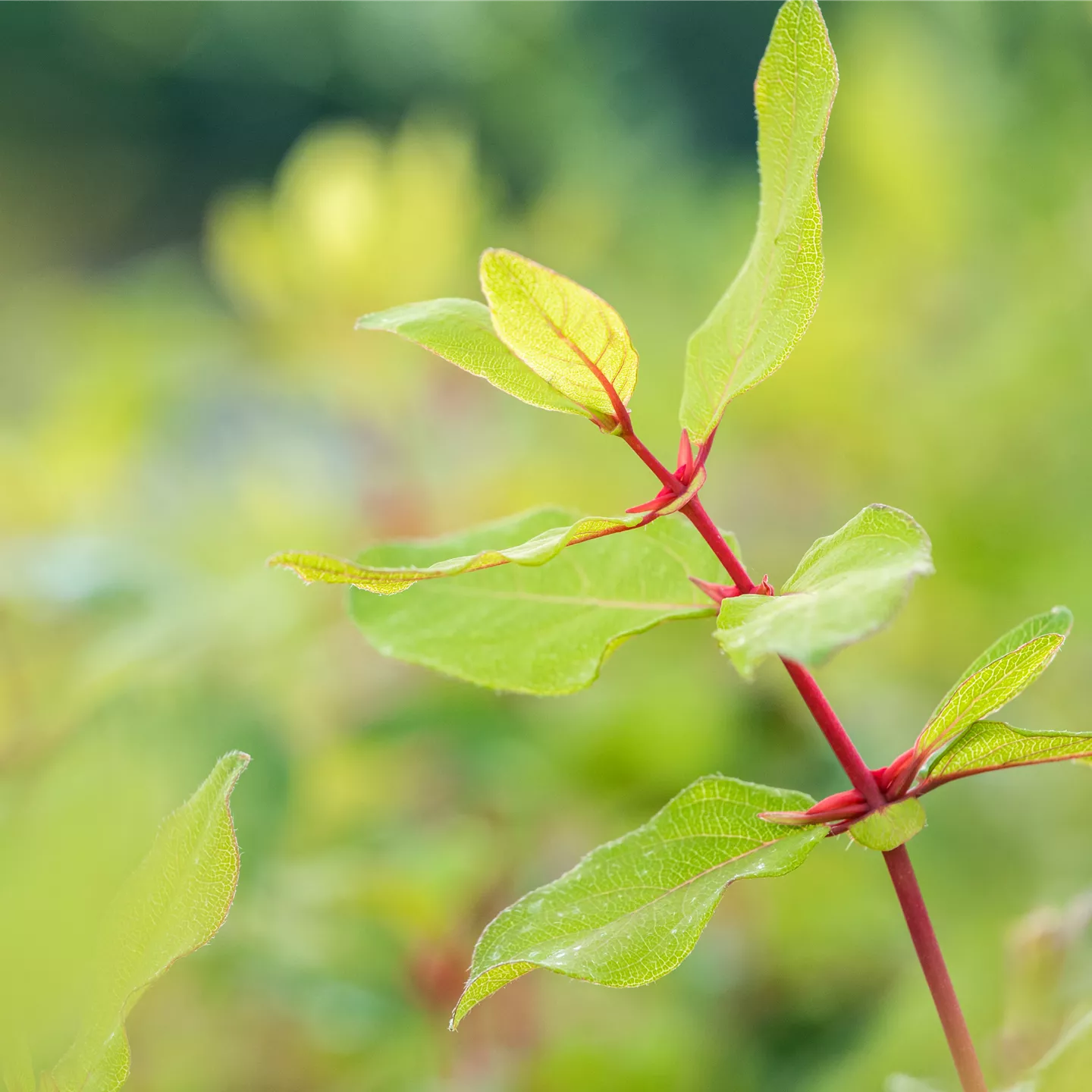 Lonicera kamtschatica 'Kalinka' -R-