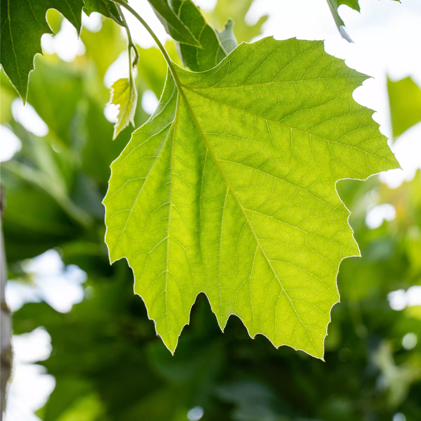 Platanus hispanica