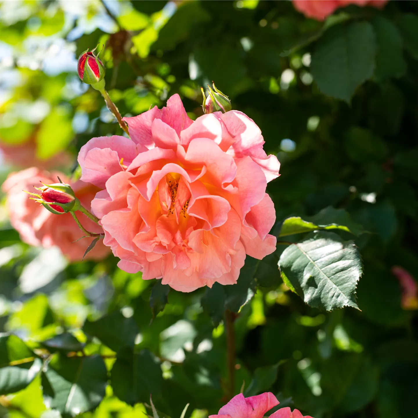 Rosa 'Westerland' -R- STR