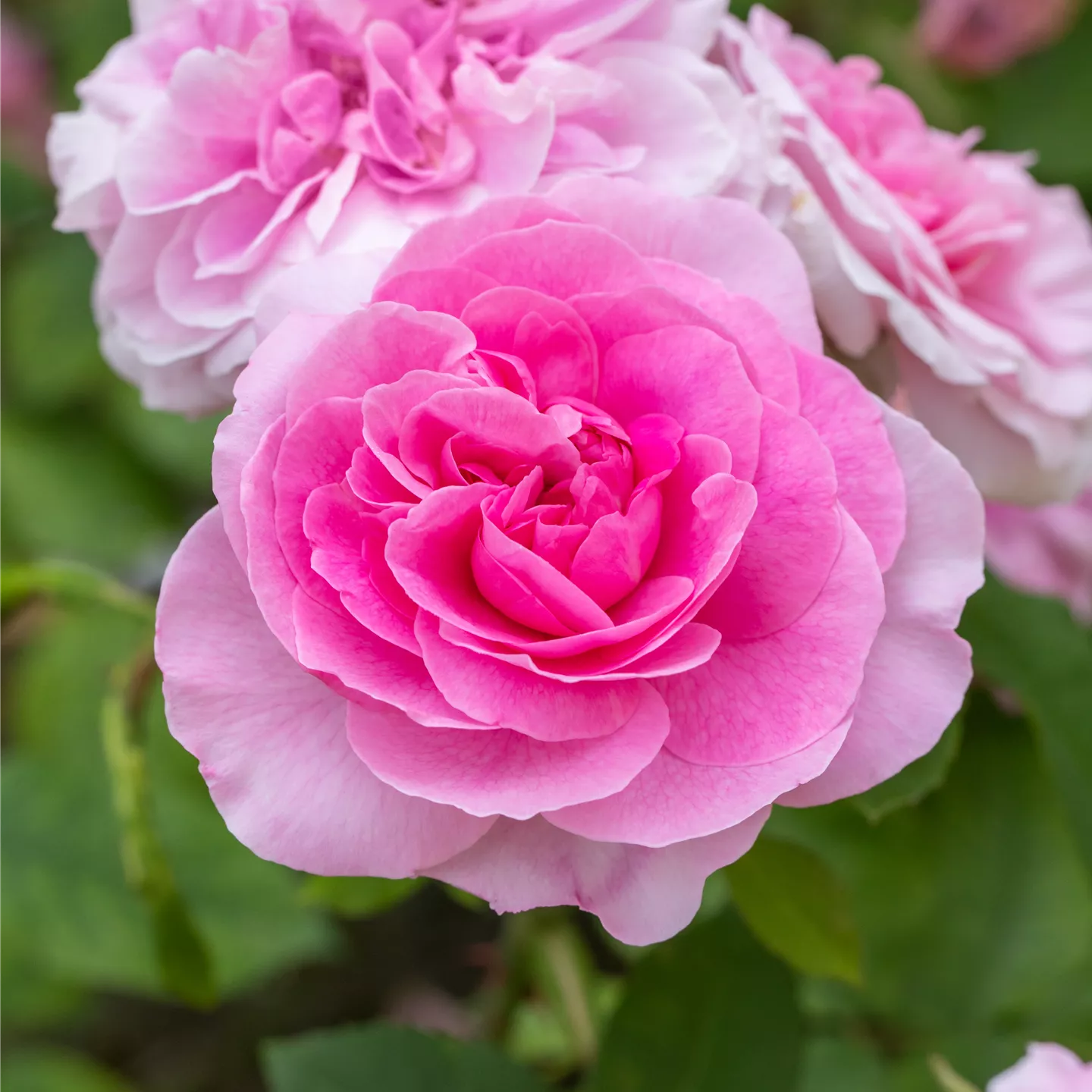 Rosa 'Gertrude Jekyll' -R- STR