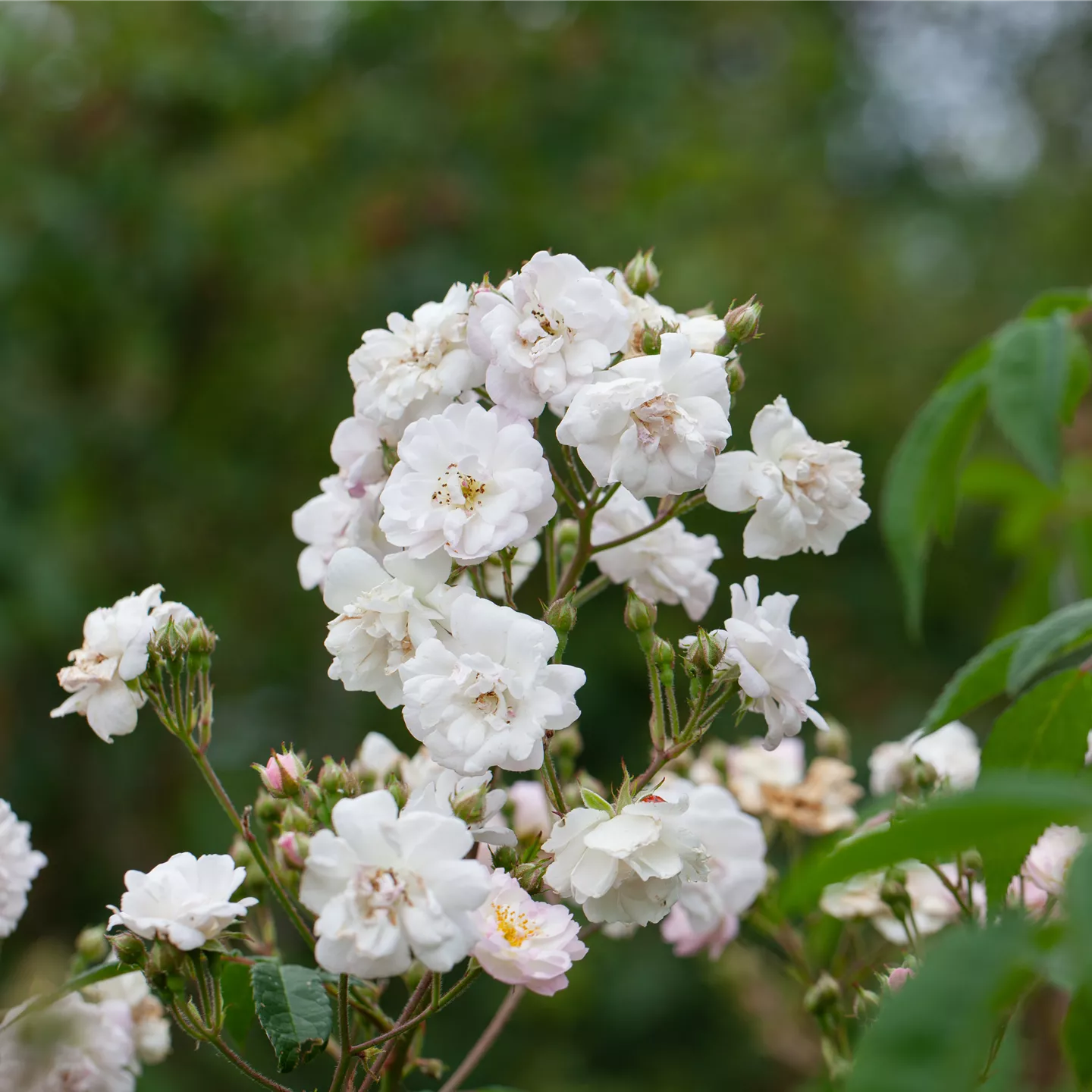 Rosa 'Paul's Himalayan Musk Rambler' KL