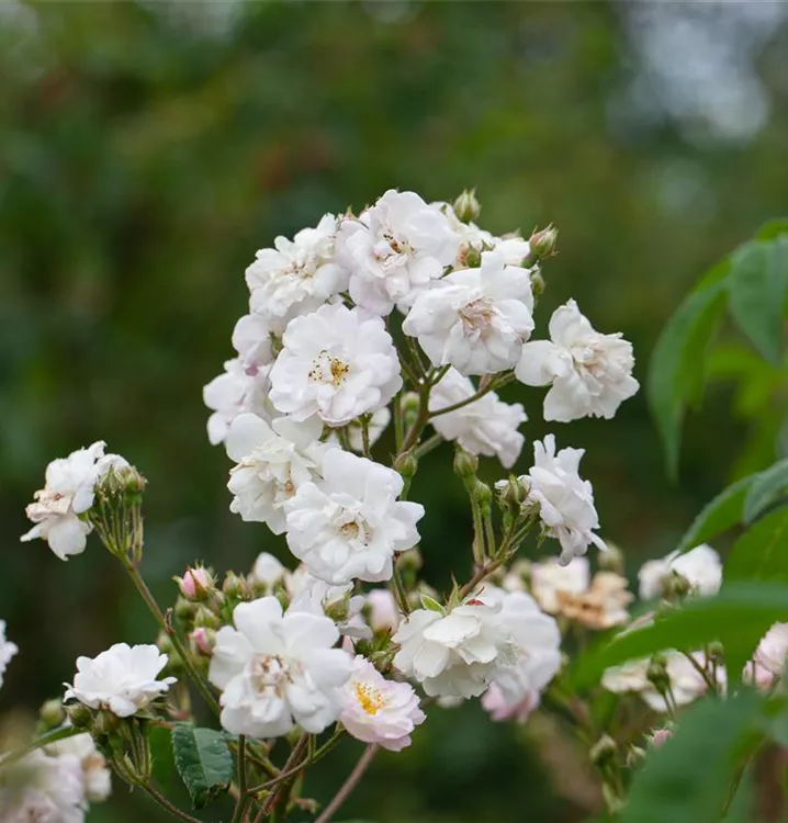 Kletterrose Paul's Himalayan Musk Rambler