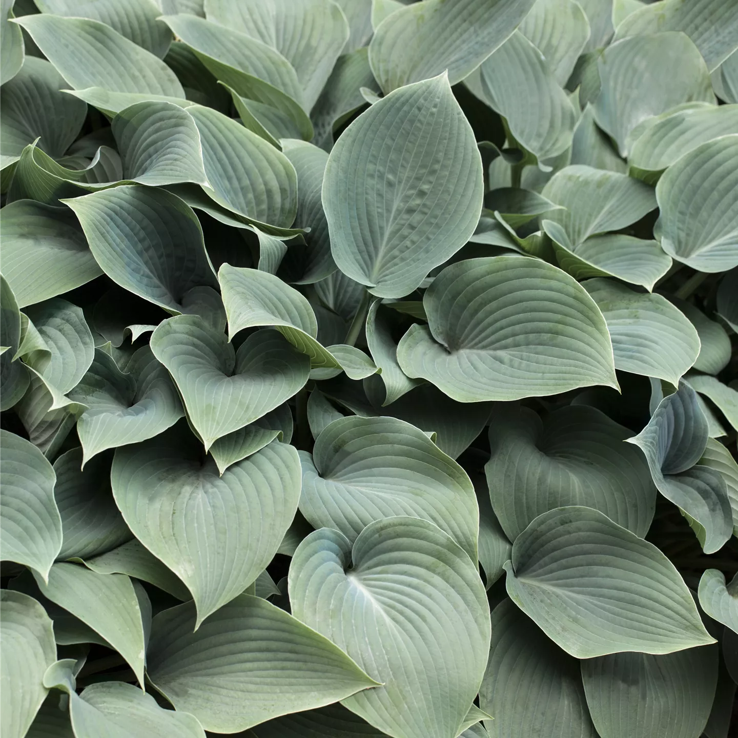 Hosta sieboldiana 'Elegans'