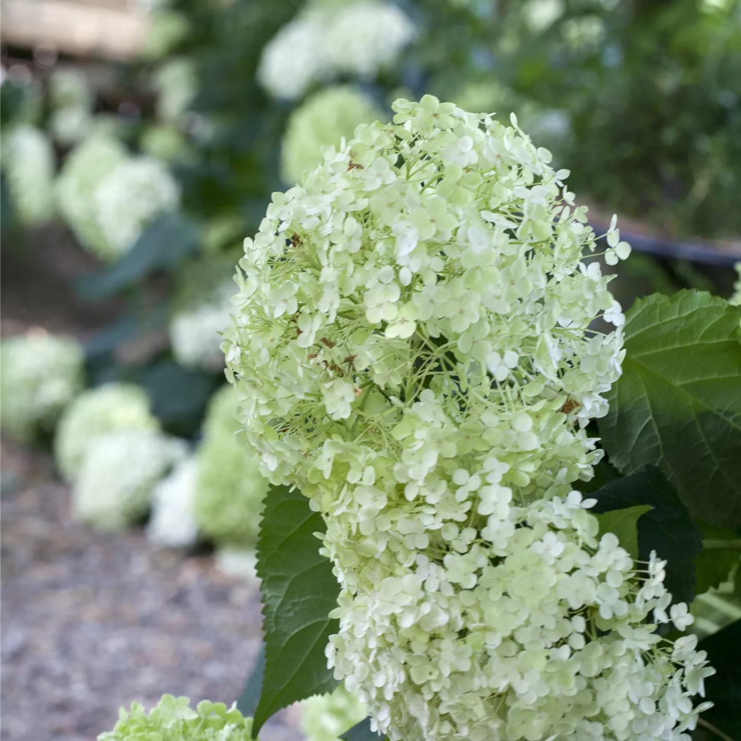 Hydrangea arbor. 'Annabelle'