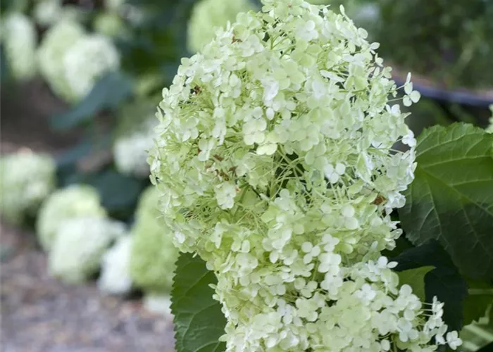 Hydrangea arbor. 'Annabelle'