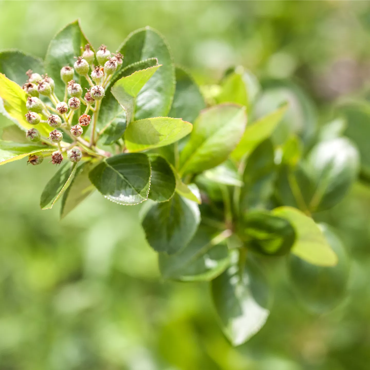 Aronia melanocarpa 'Viking'