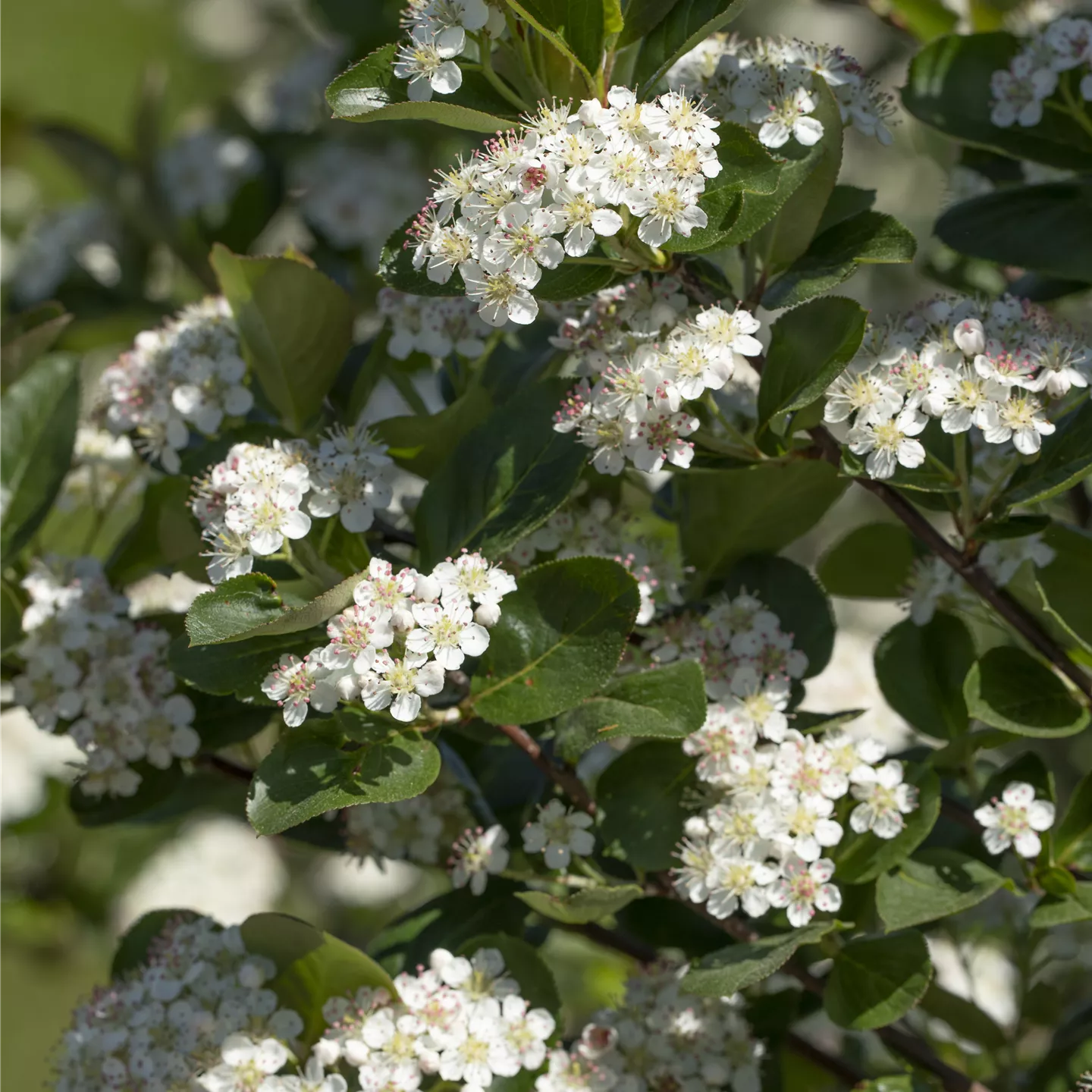 Aronia prunifolia 'Viking'