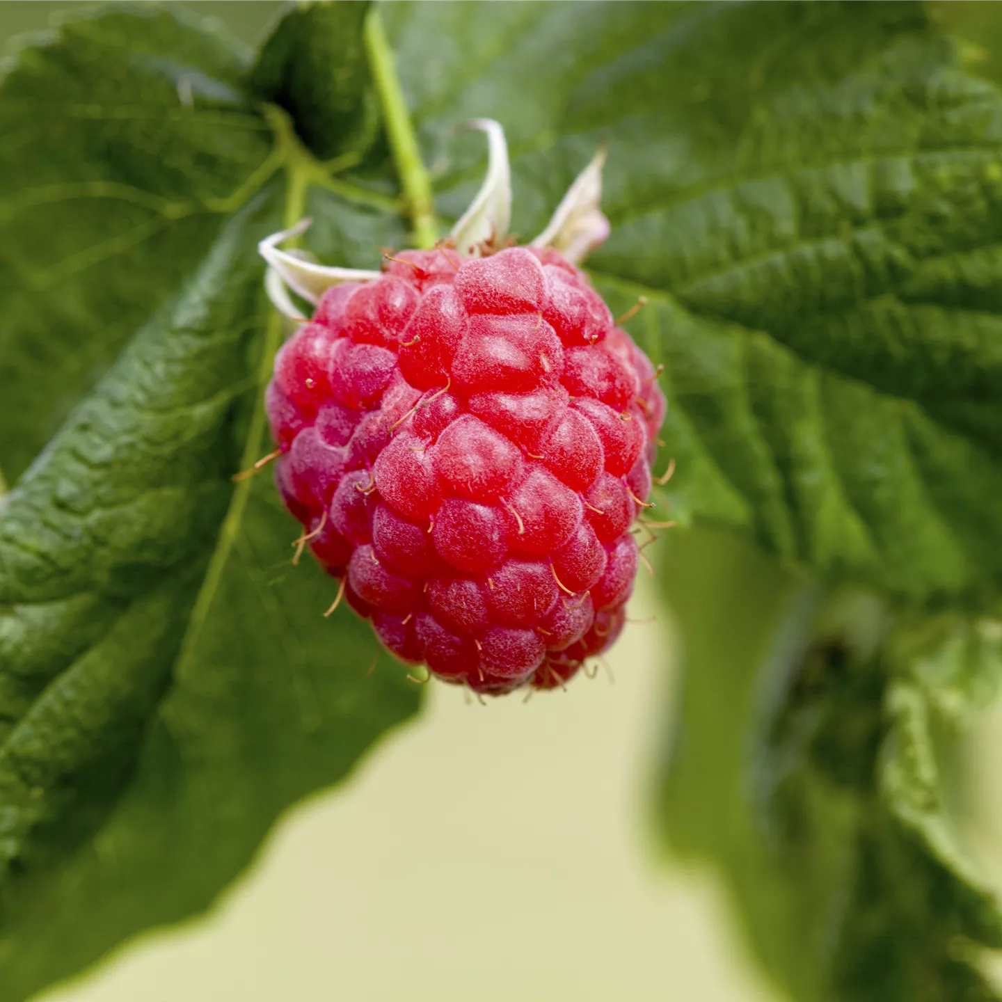 Rubus idaeus 'Lucky Berry' -R- CAC