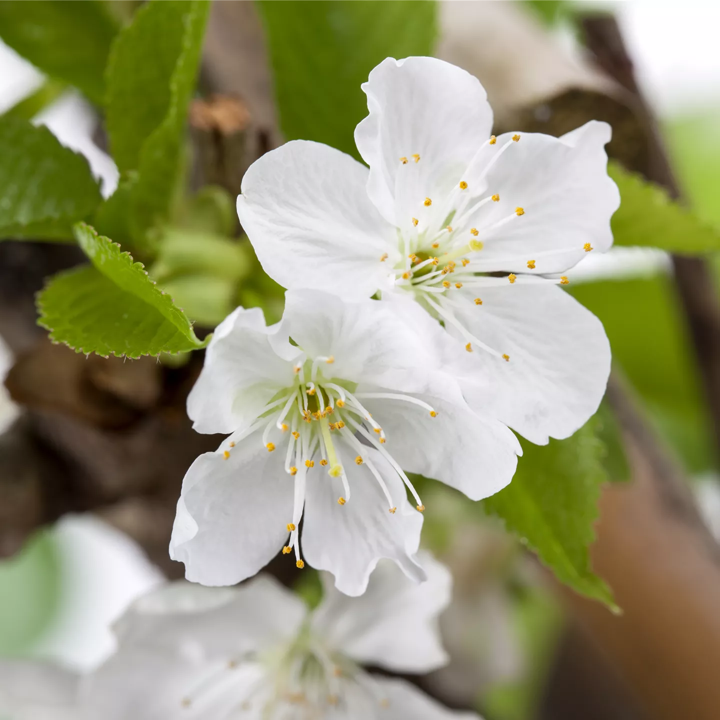 Prunus av.'Gr.Prinzessinkirsche' CAC