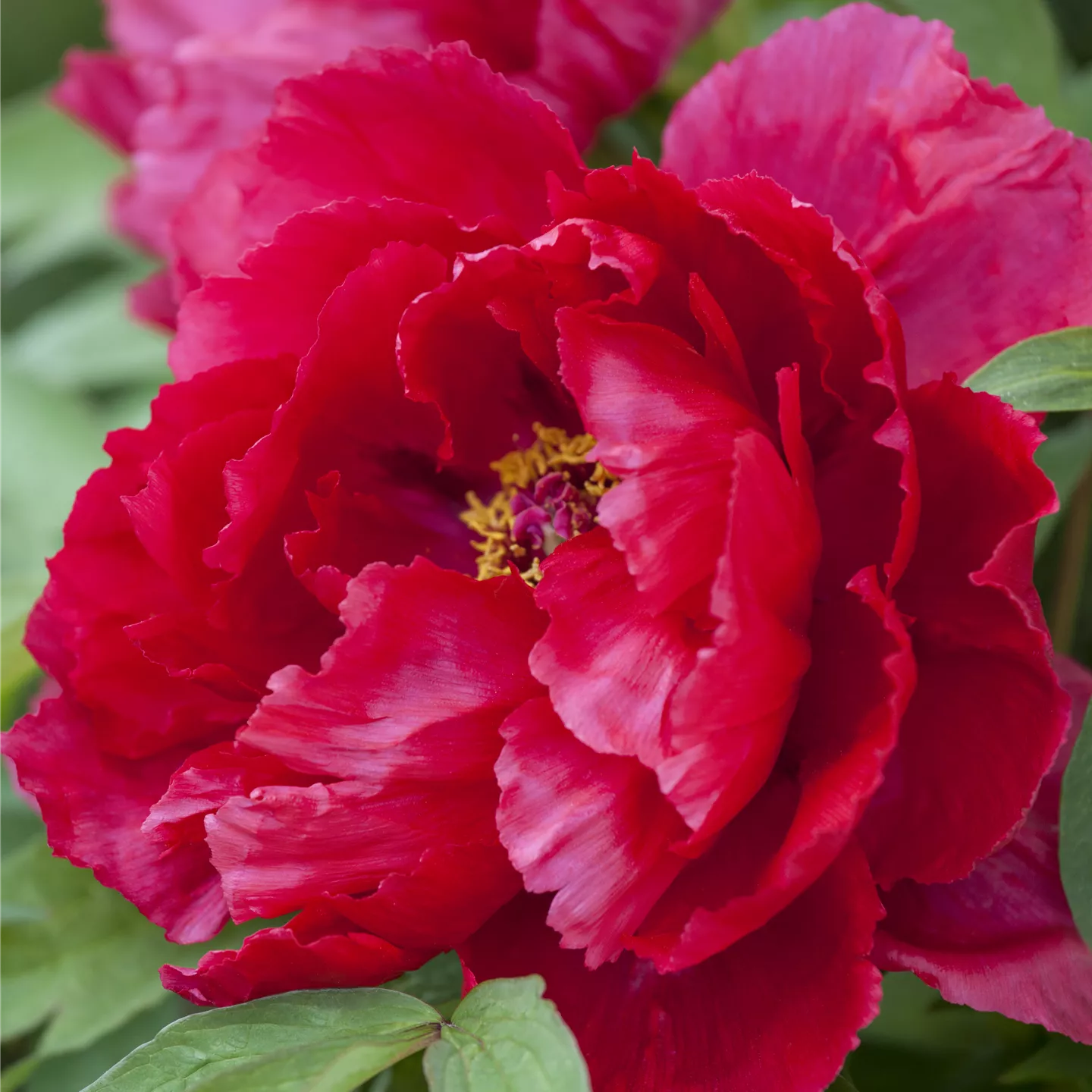 Paeonia lactiflora i.S.