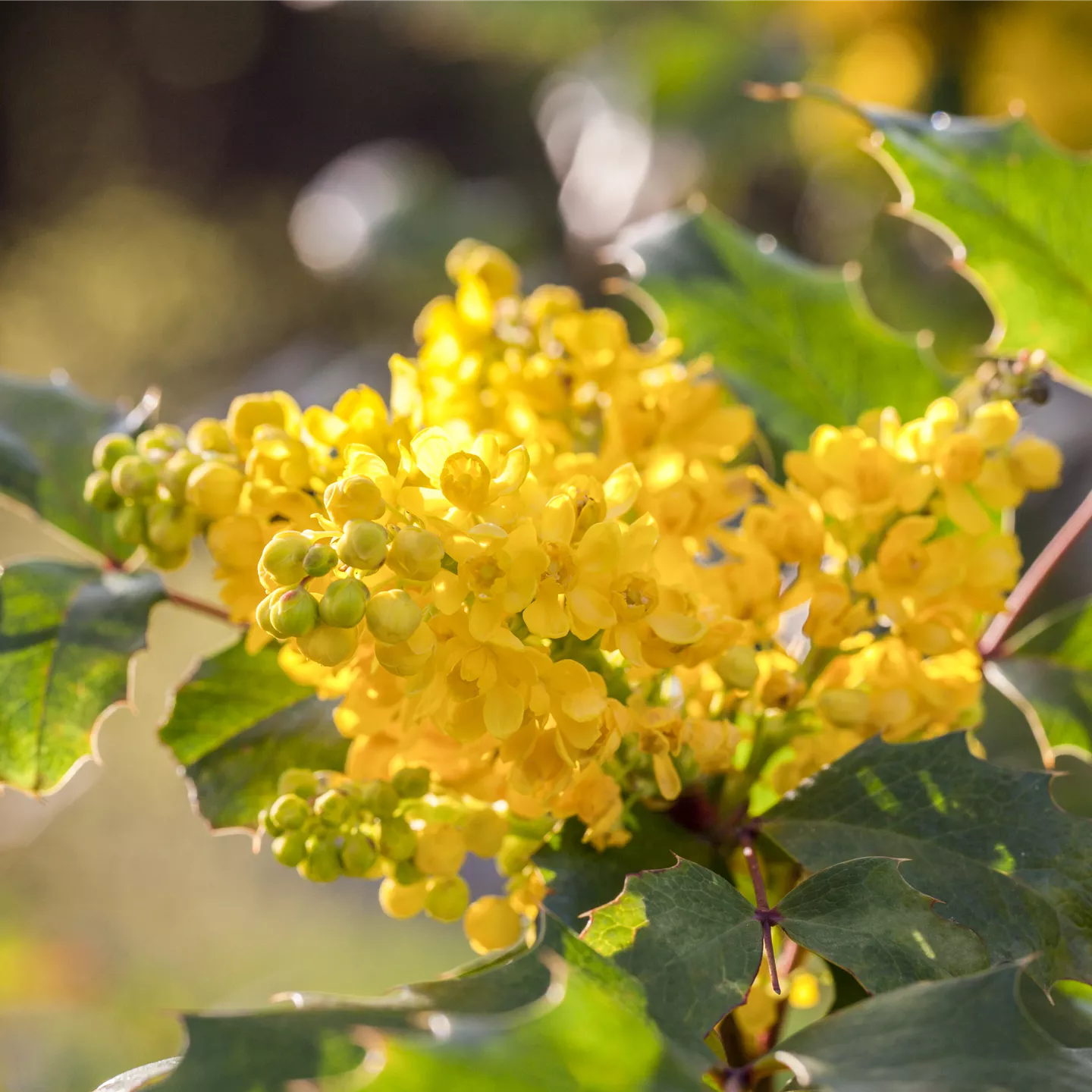 Mahonia aquifolium 'Apollo'