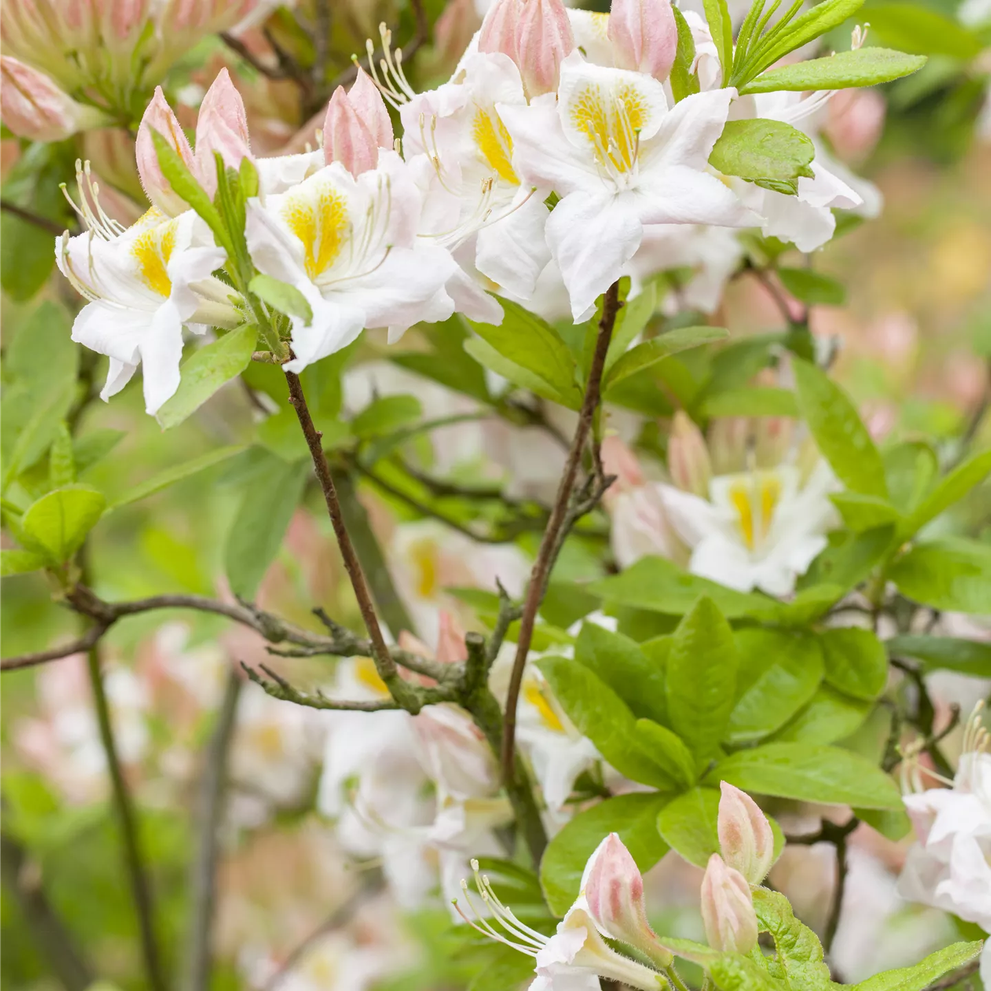 Rhododendron lut.'Persil'