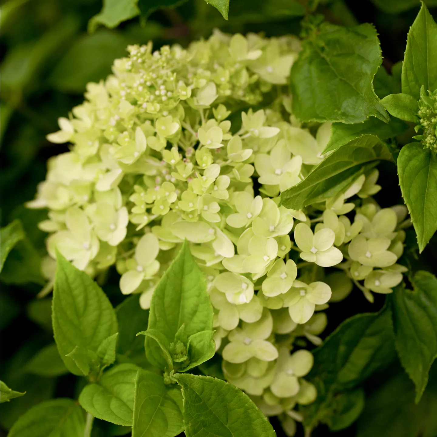 Hydrangea panic. 'Little Lime' -R-