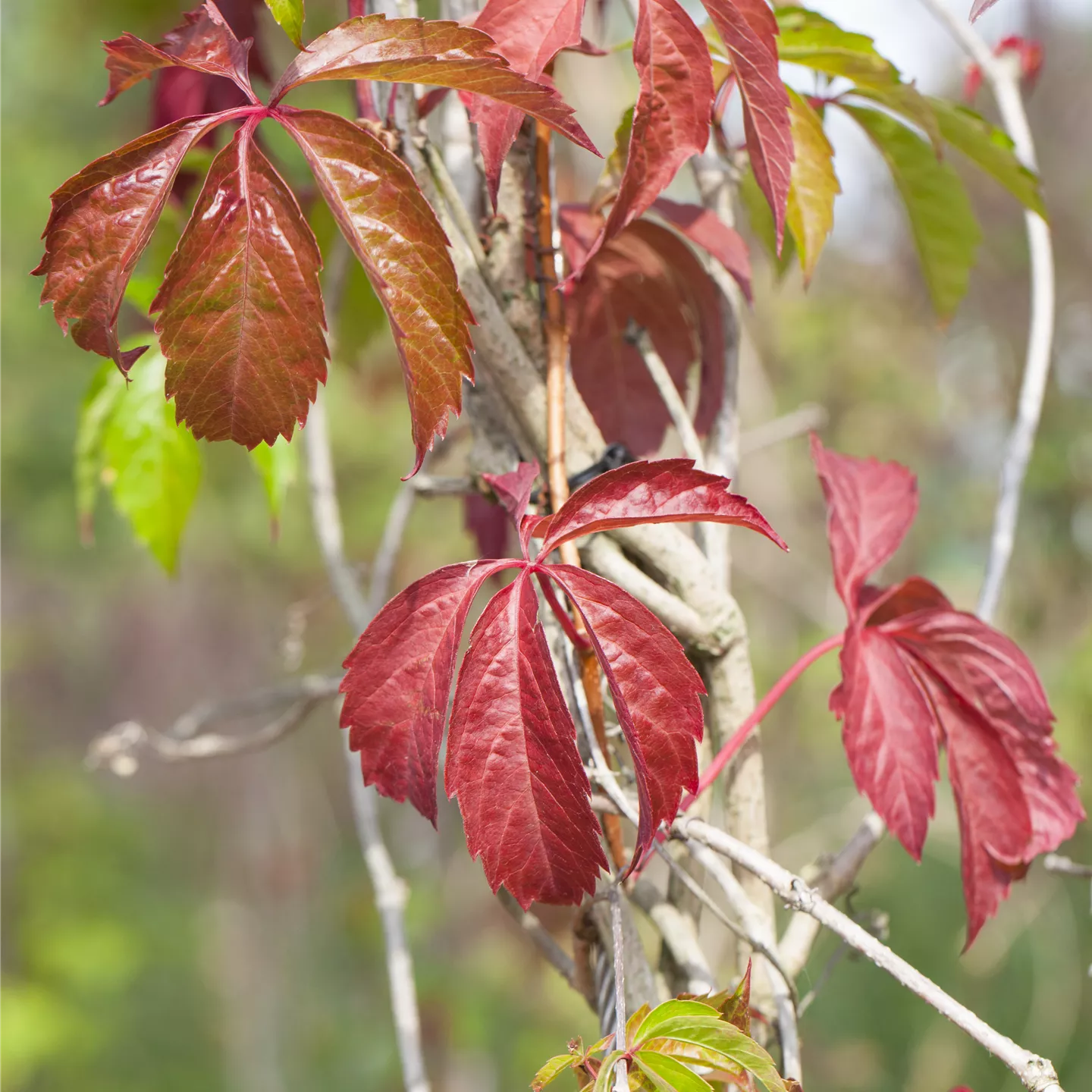 Parthenocissus quinquefolia 'Engelmannii'