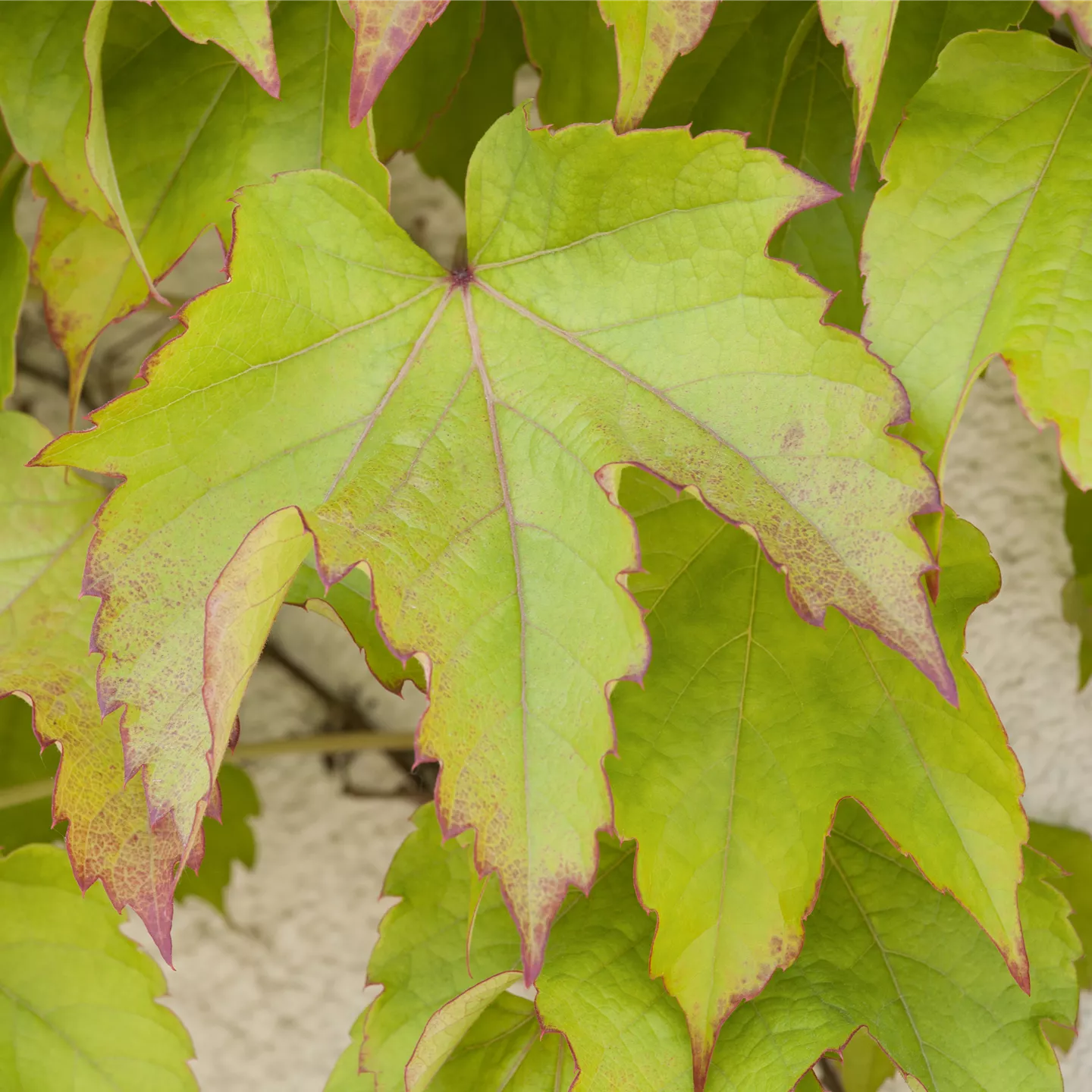 Parthenocissus tric.'Veitchii'