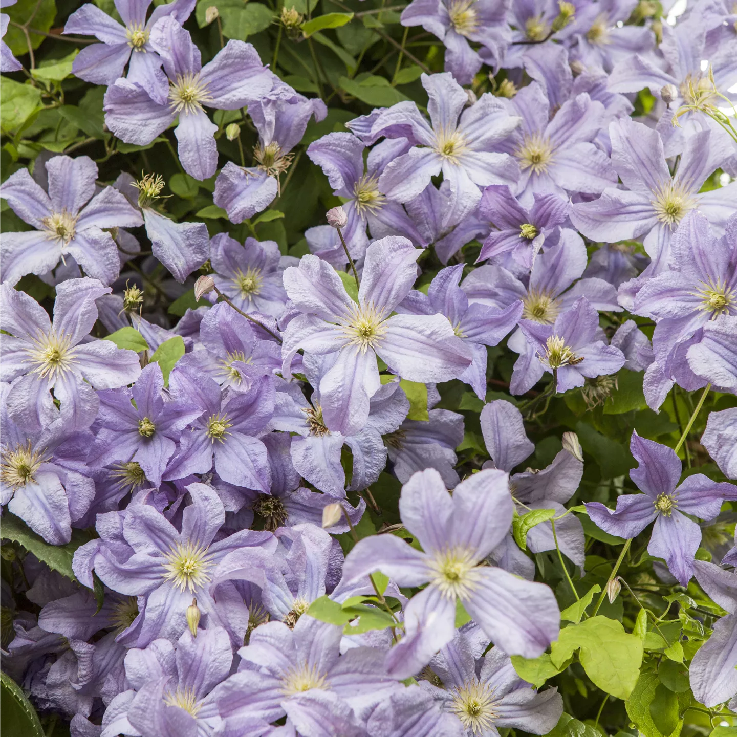 Clematis viticella 'Prince Charles'