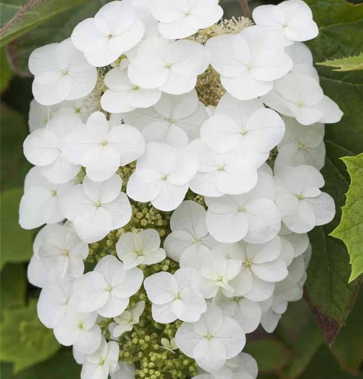 Eichenblatt-Hortensie