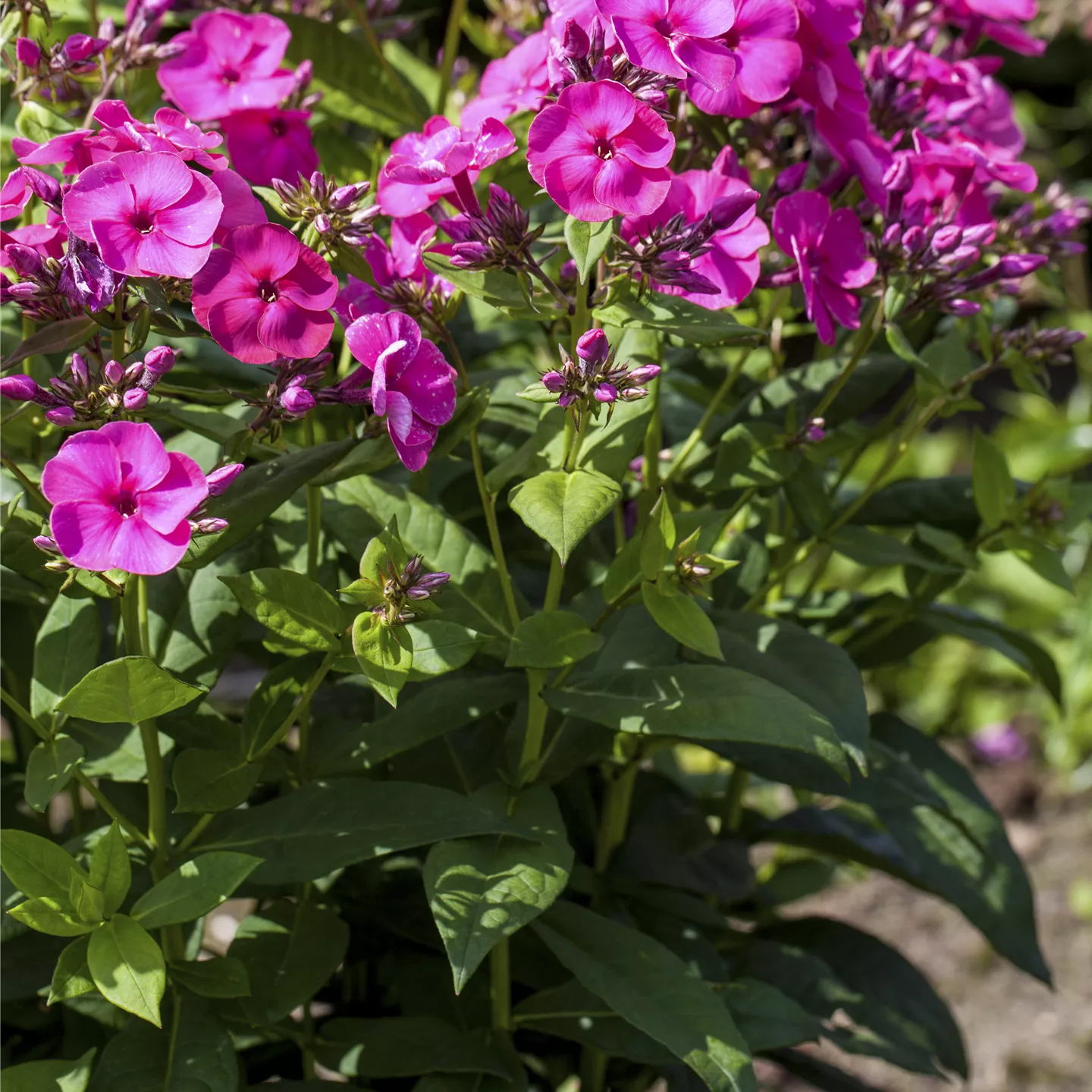 Phlox paniculata 'Kirchenfürst'