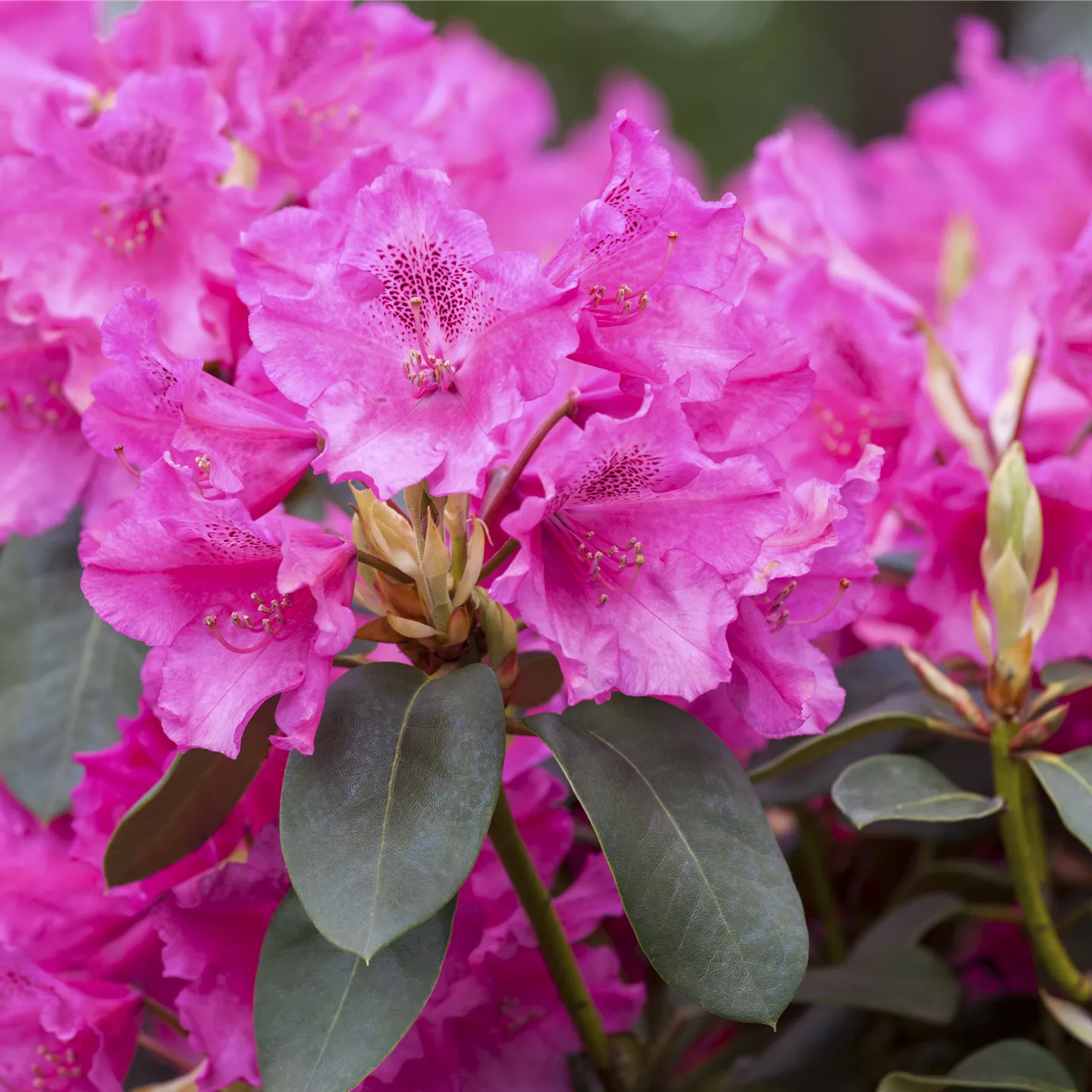 Rhododendron williams.'August Lamken'