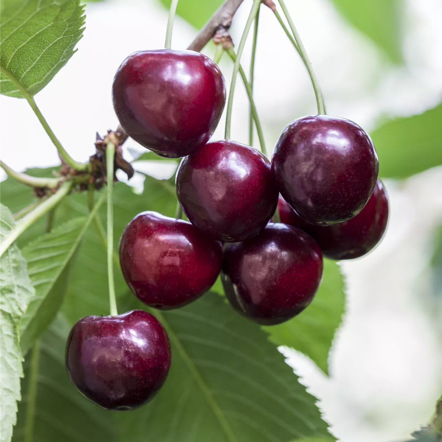 Prunus av.'Große Schwarze Knorpelk.' CAC