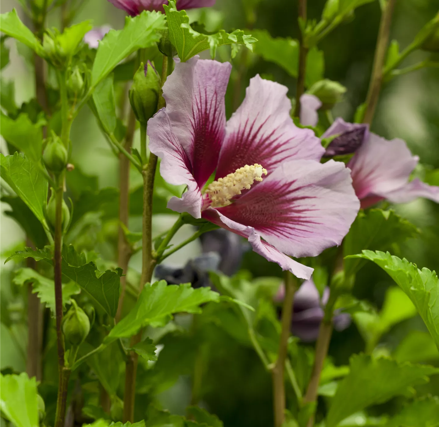 Der Hibiskus, ein großartiges Mitglied im Garten-Ensemble