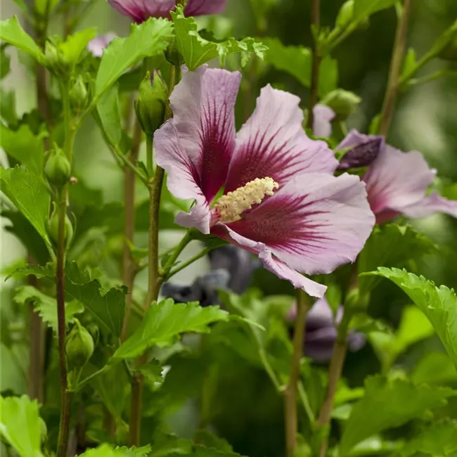 Der Hibiskus, ein großartiges Mitglied im Garten-Ensemble