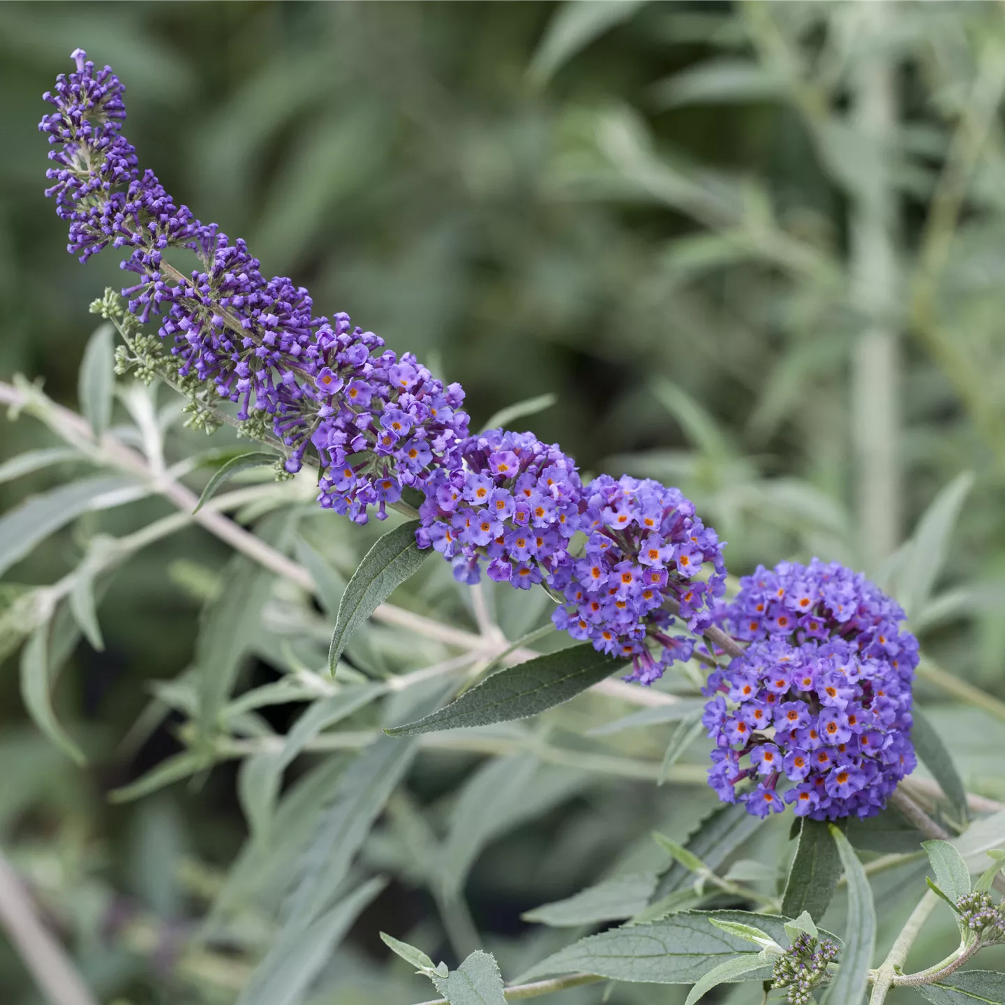 Buddleja davidii 'Nanho Blue'