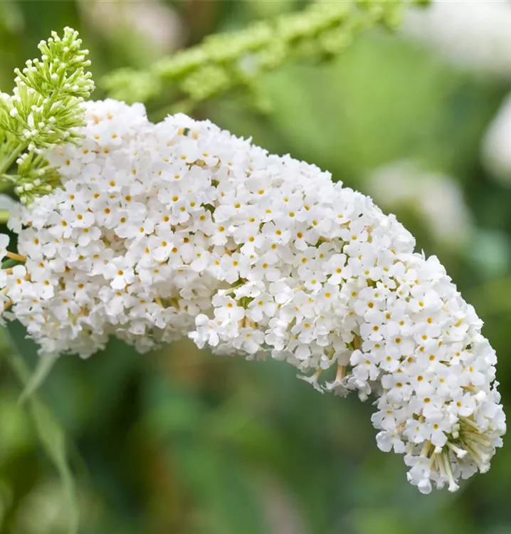 Sommerflieder 'White Swan'