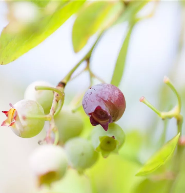 Preiselbeere 'Red Pearl'