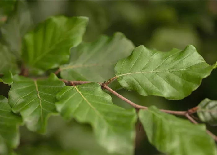 Fagus sylvatica