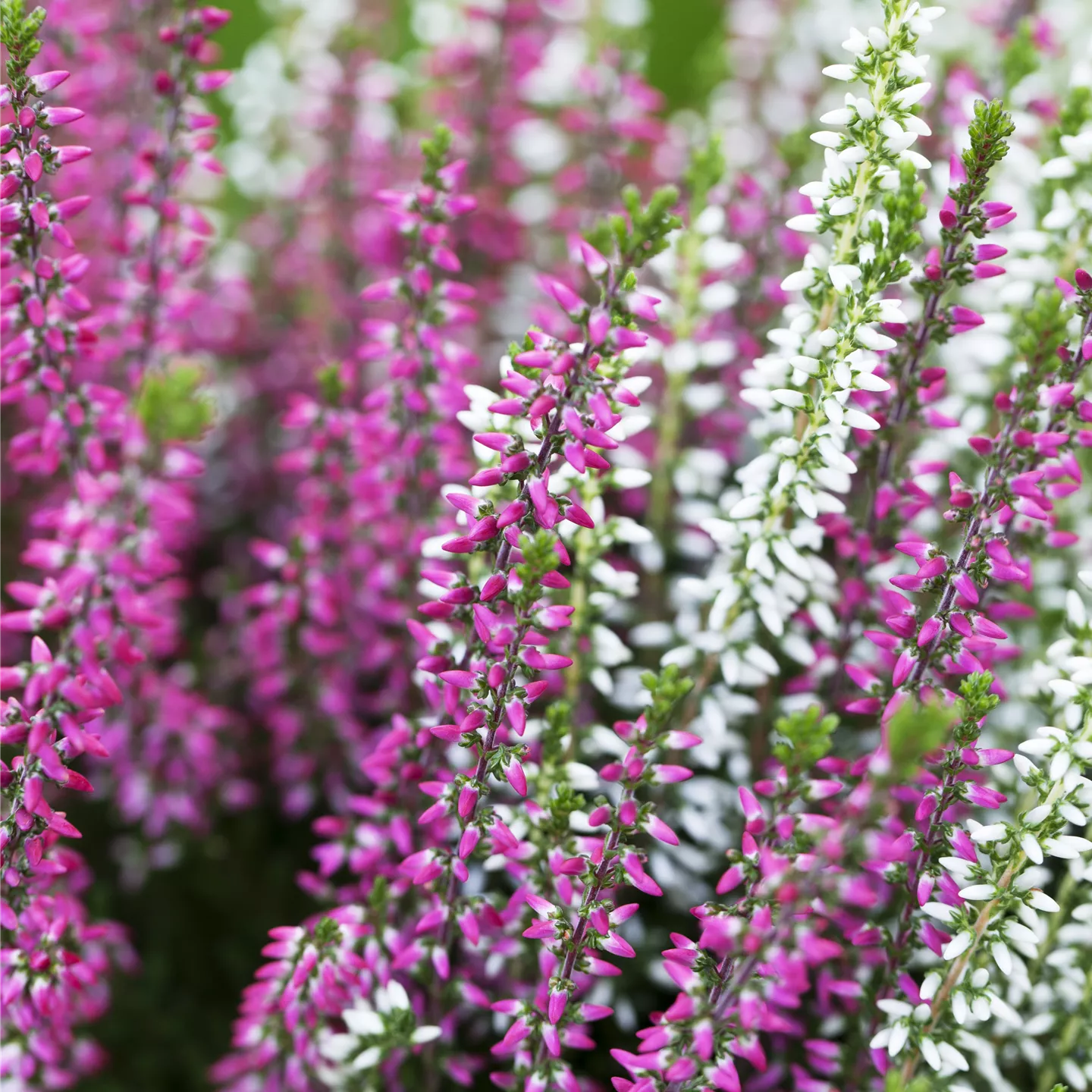 Calluna vulgaris 'Twin Girls' -R- i.S.