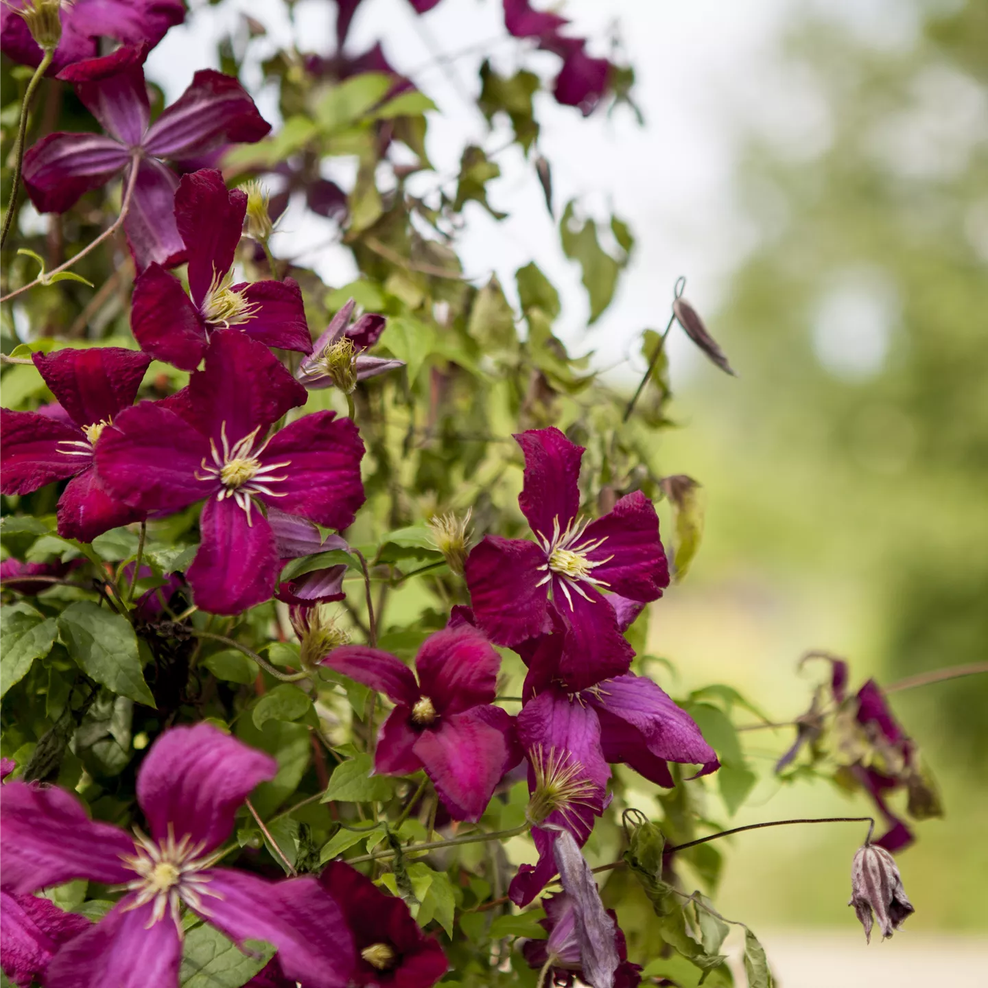 Clematis viticella 'Mad.Julia Correvon'