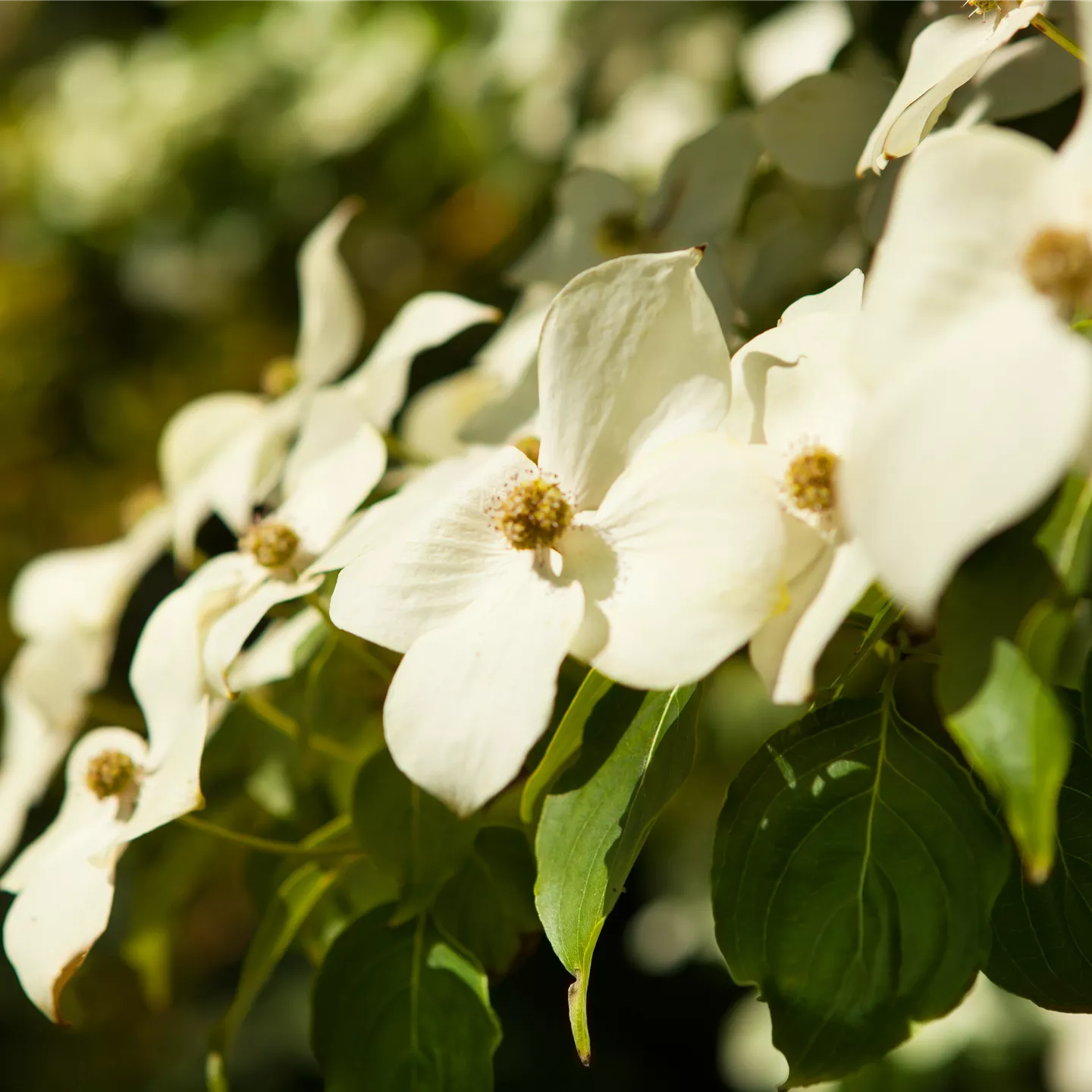 Cornus kousa chinensis