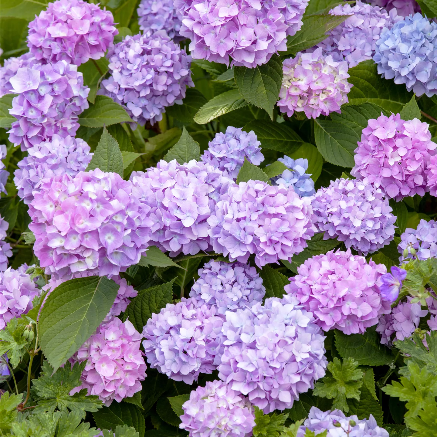 Hydrangea m. 'Endless Summer' -R-