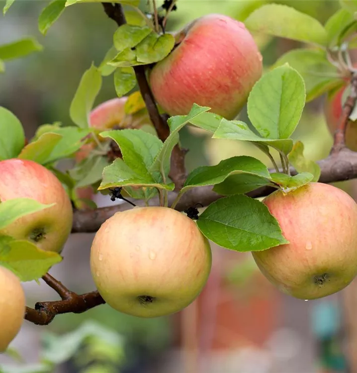 Apfel Eifeler Rambur