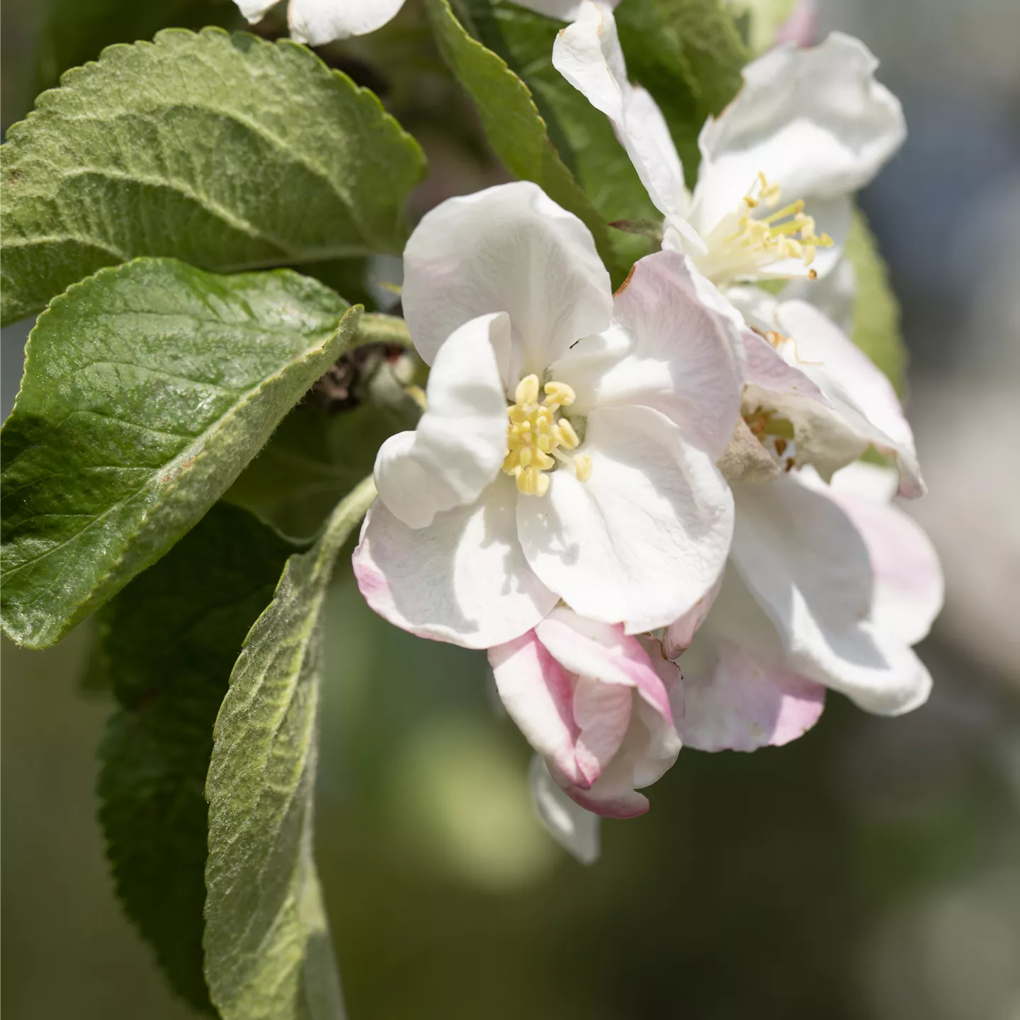 Malus 'Jakob Lebel' CAC