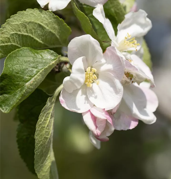 Apfel Jakob Lebel