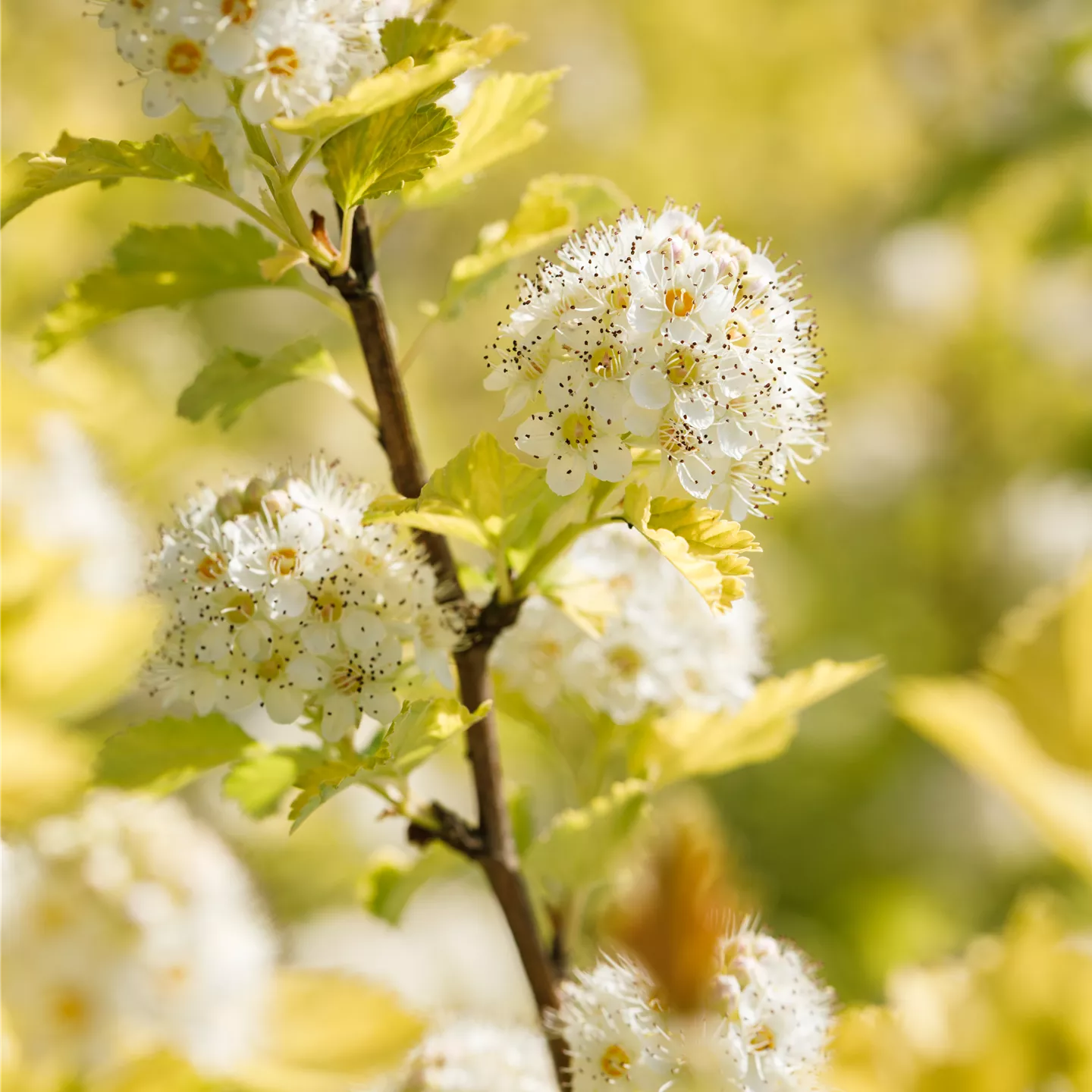 Physocarpus opulifolius 'Dart's Gold'