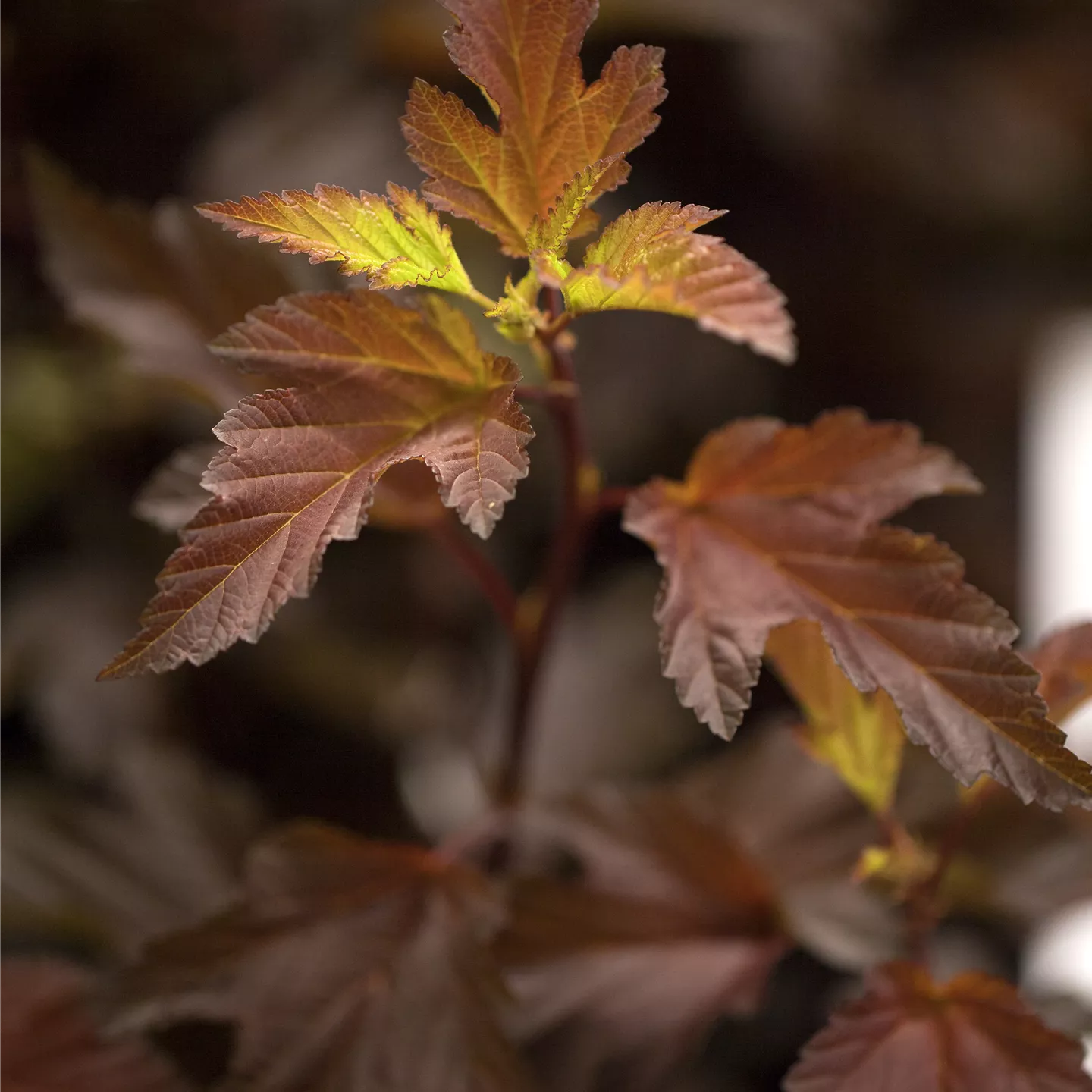 Physocarpus opulifolius 'Diable d'Or' -R-