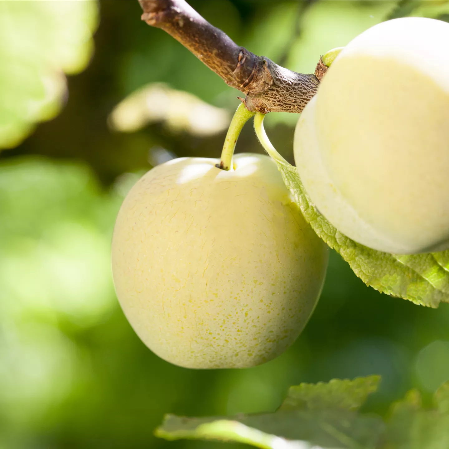 Prunus ital.'Oullins Reneklode' CAC