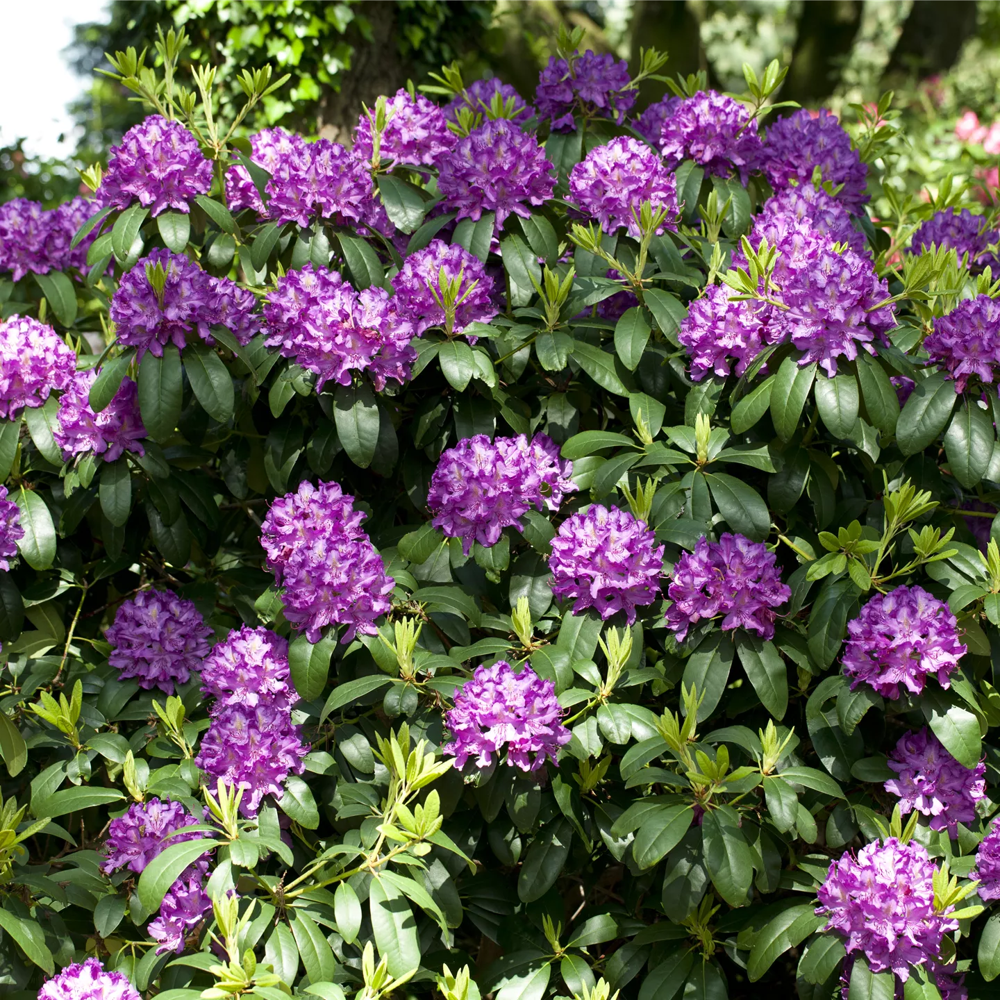 Rhododendron Hybr.'Catawb. Grandiflorum'