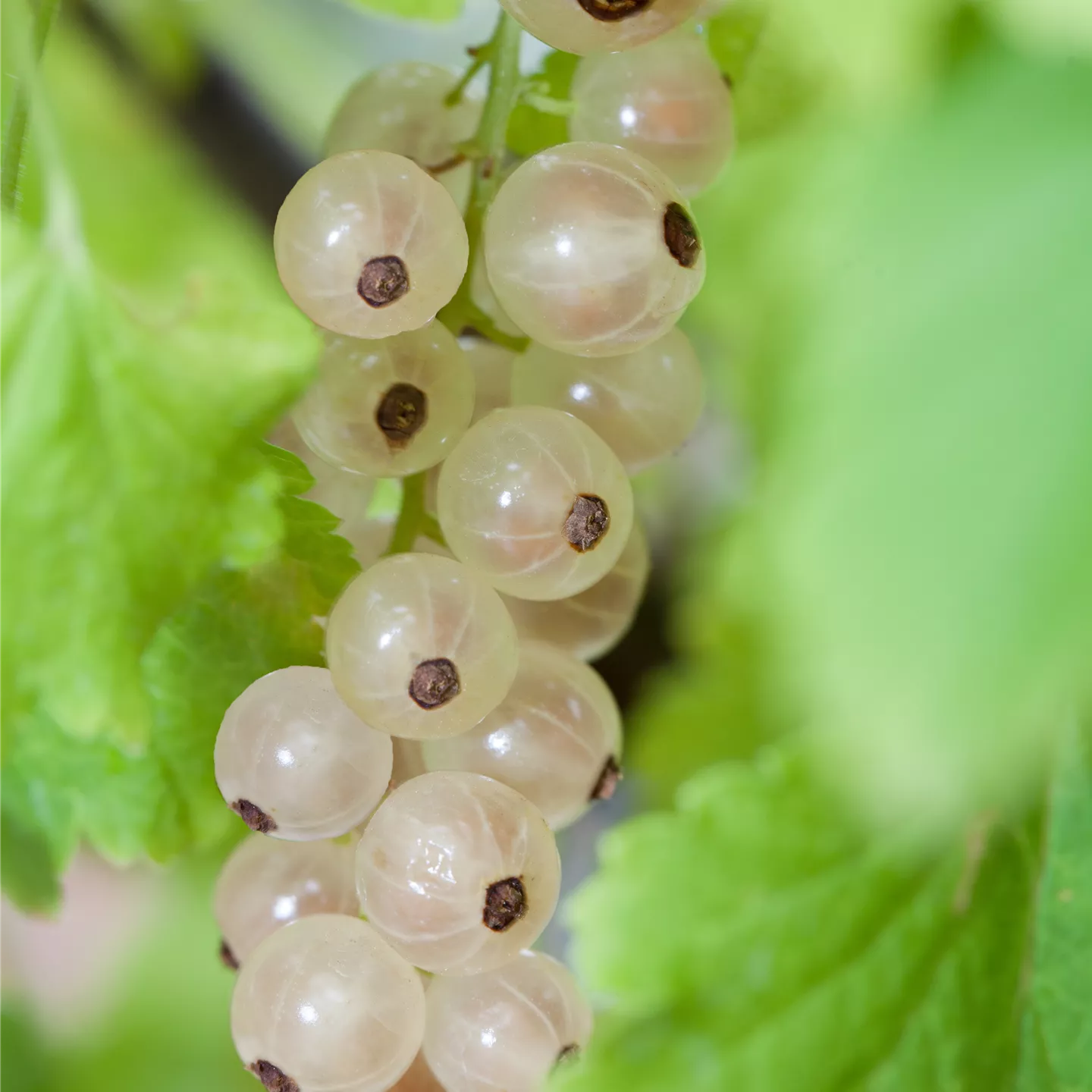 Ribes sativum 'Weiße Versailler' CAC