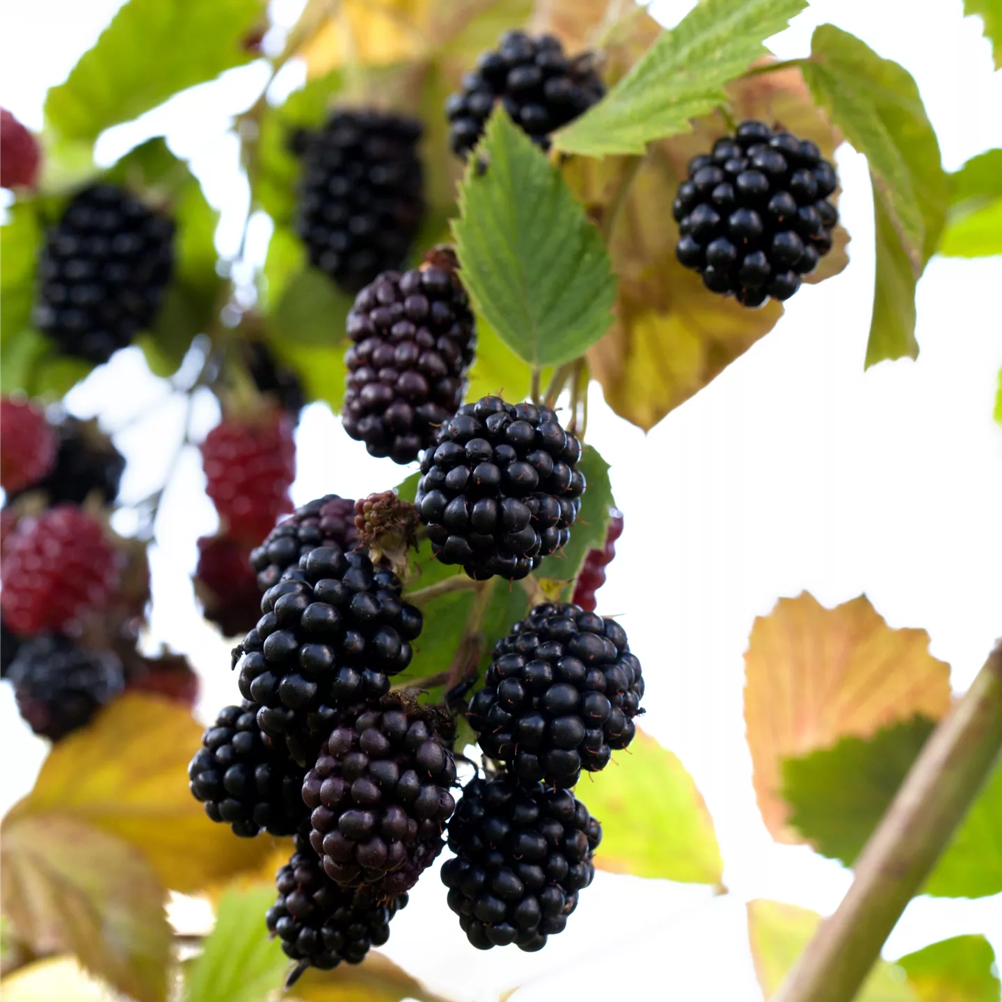 Rubus frut.'Navaho' -R- CAC