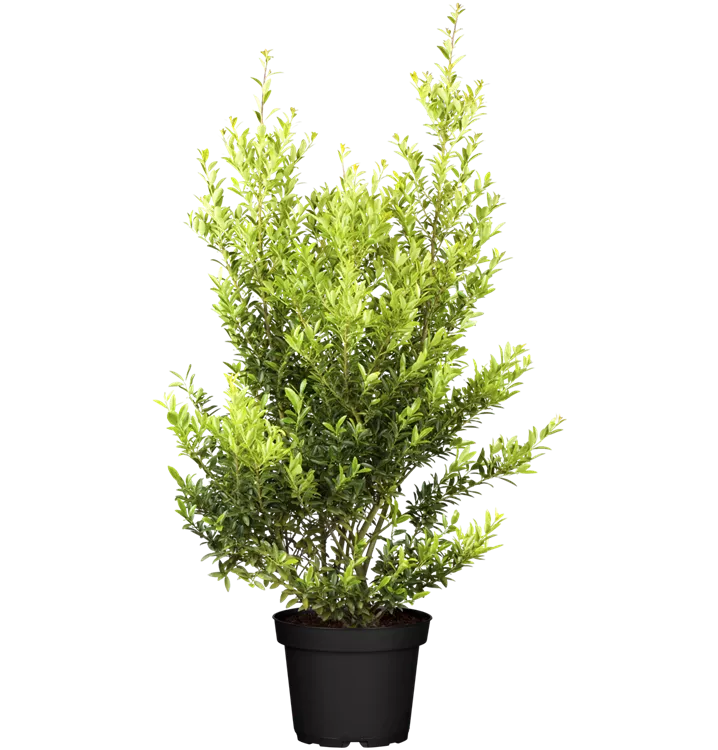 Berg-Ilex 'Blondie' -R-