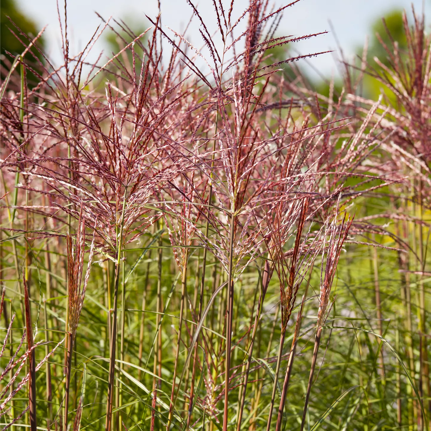 Miscanthus sinensis 'Red Chief'