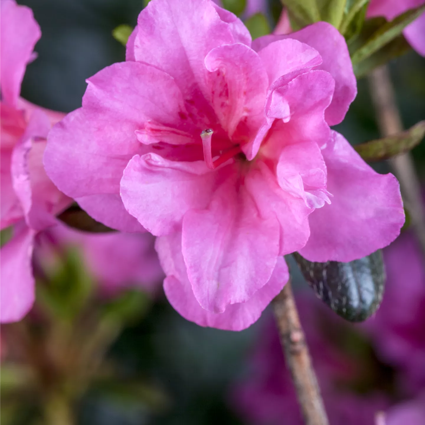 Rhododendron obt.'Babuschka' -R-