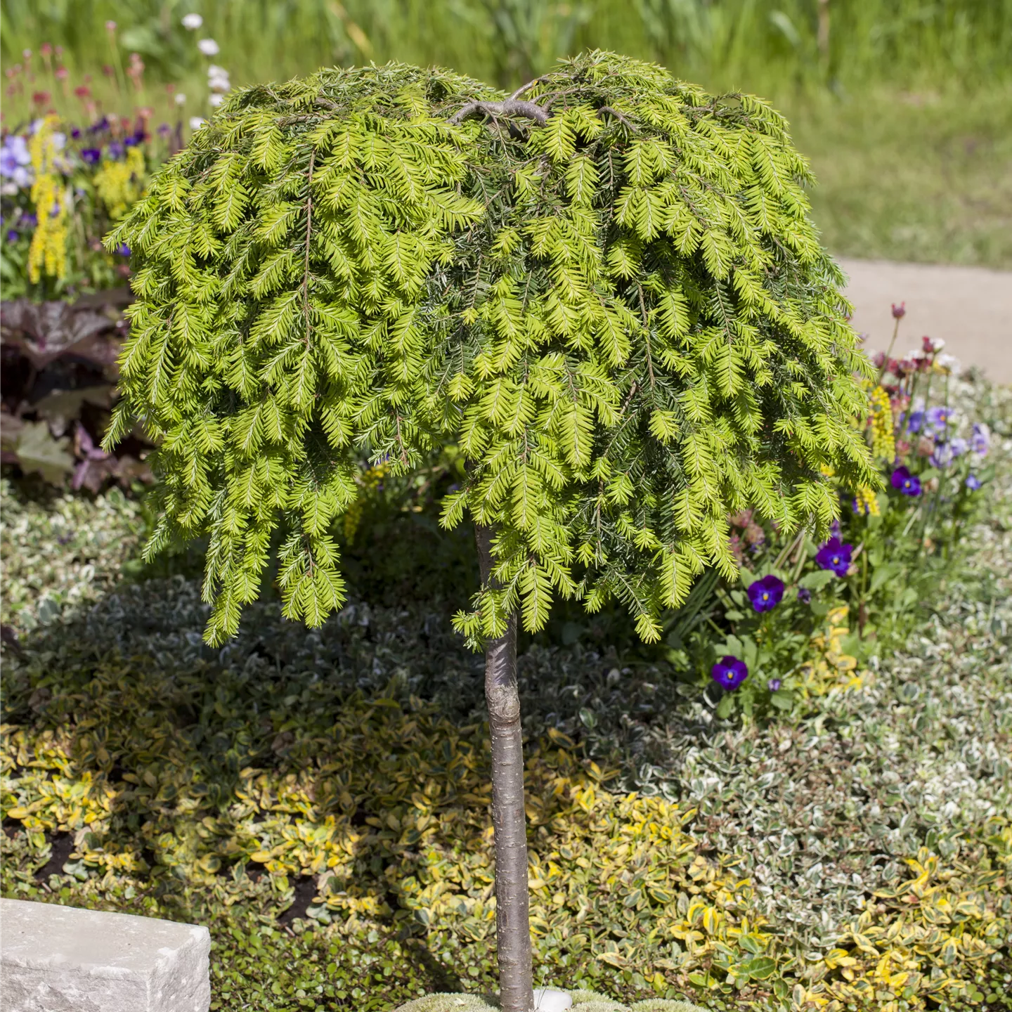 Tsuga canadensis