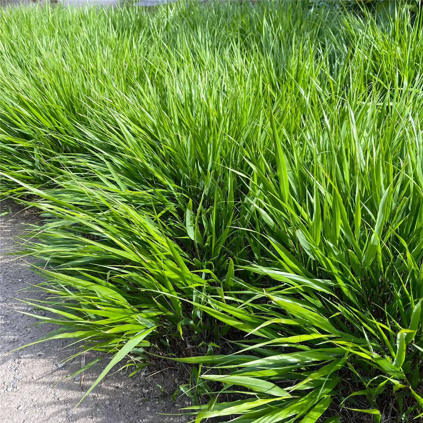 Hakonechloa macra