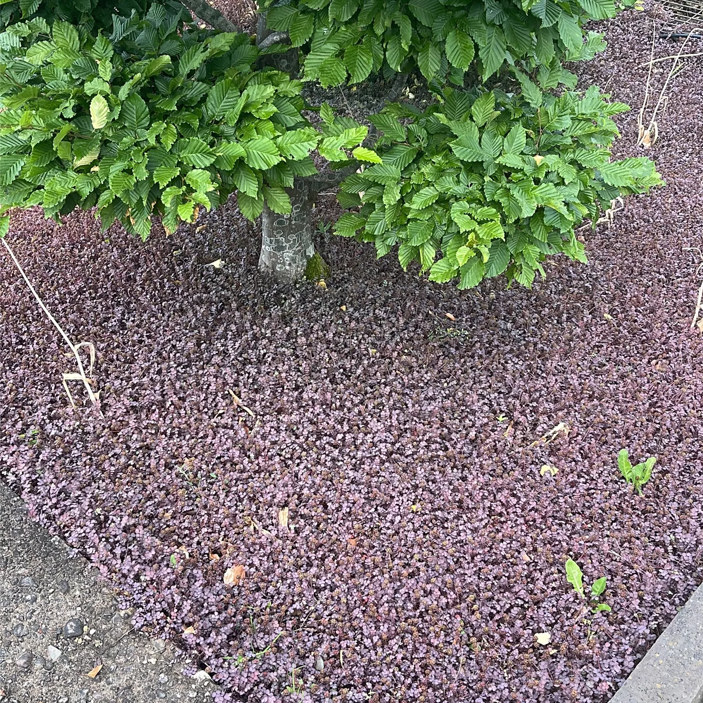 Acaena inermis 'Purpurea'